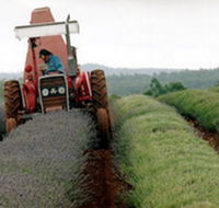 Bridestowe Lavender Farm - Northern Rivers Accommodation