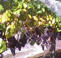 Palmara Vineyard - Northern Rivers Accommodation