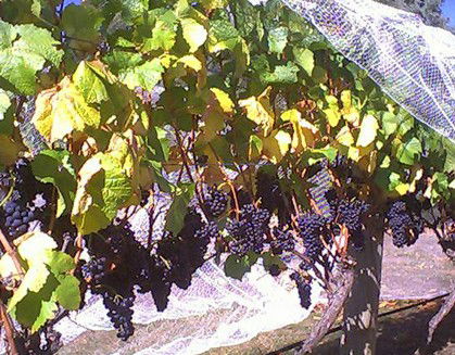 Palmara Vineyard - Northern Rivers Accommodation 0