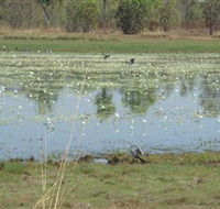 Leaning Tree Lagoon Nature Park - Northern Rivers Accommodation