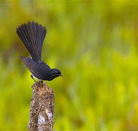 Holmes Jungle Nature Park - Northern Rivers Accommodation