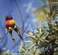 Wangi Falls Walk - Northern Rivers Accommodation