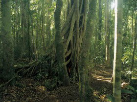 Beechmont QLD Northern Rivers Accommodation