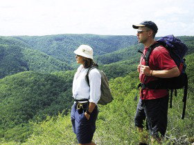 Sunshine Coast Hinterland Great! Walk - Northern Rivers Accommodation 0