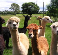 Banyandah Alpacas - Northern Rivers Accommodation