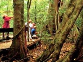 Mary Cairncross Scenic Reserve - Northern Rivers Accommodation 0