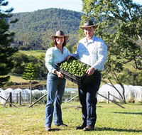 Hinterland Feijoas - Northern Rivers Accommodation
