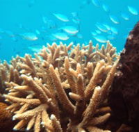 Normanby Reef - Northern Rivers Accommodation