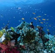 Steve's Bommie Dive Site - Northern Rivers Accommodation
