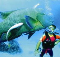 Turtle Bay Dive Site - Northern Rivers Accommodation