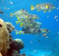 Coral Gardens Dive Site Flynn Reef - Northern Rivers Accommodation