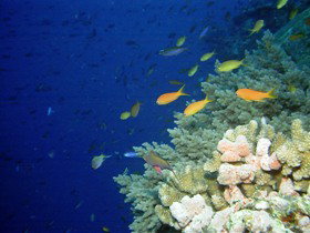 The Three Sisters Dive Site - Northern Rivers Accommodation 0