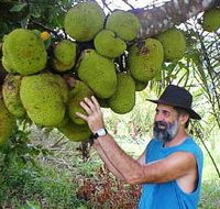 Cape Trib Exotic Fruit Farm - Northern Rivers Accommodation