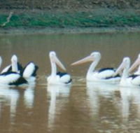 Pelican Point - Northern Rivers Accommodation