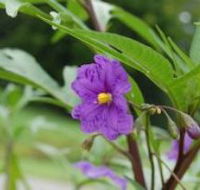 Alpha Native Flower Garden - Northern Rivers Accommodation