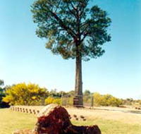 Robbers Tree - Northern Rivers Accommodation