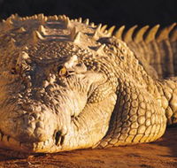 Koorana Crocodile Farm - Northern Rivers Accommodation