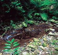 Wompoo Walk - Northern Rivers Accommodation