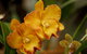 Queens Park - Orchid House - thumb 0