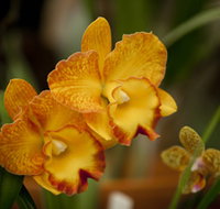 Queens Park - Orchid House - Northern Rivers Accommodation