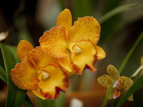 Queens Park - Orchid House - Northern Rivers Accommodation 0