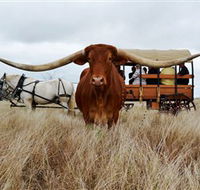 Texas Longhorn Wagon Tours and Safaris - Northern Rivers Accommodation