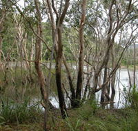 Mount Rooper Circuit and Swamp Bay Track - Northern Rivers Accommodation