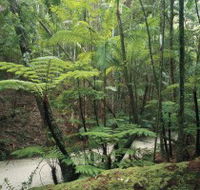 Fraser Island Great Walk - Northern Rivers Accommodation
