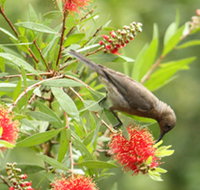 Birdwatching in Dysart - Northern Rivers Accommodation