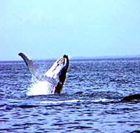 Whale Watching - Northern Rivers Accommodation