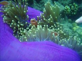The Lady Bowen Dive Site - Northern Rivers Accommodation 0