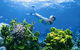 Wheeler Reef Dive Site - thumb 0