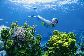 Wheeler Reef Dive Site - Northern Rivers Accommodation 0