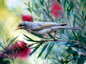 Windorah QLD Northern Rivers Accommodation