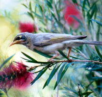 Windorah Nature Drive - Northern Rivers Accommodation