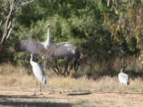Bulloo River Walk - Northern Rivers Accommodation 0