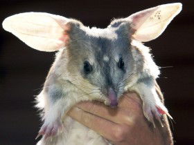 Charleville - Bilby Experience - Northern Rivers Accommodation 0