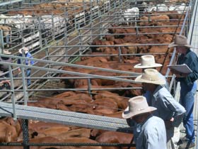 Dalrymple Sales Yards - Cattle Sales - Northern Rivers Accommodation 0