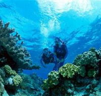 Coral Gardens Dive Site - Northern Rivers Accommodation