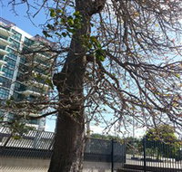The Leichhardt Tree - Northern Rivers Accommodation