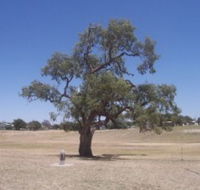 Historic Coolabah Tree - Northern Rivers Accommodation