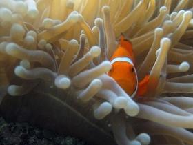 Flat Rock Dive Site - Northern Rivers Accommodation 0