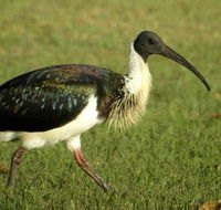 Toowoomba Bicentennial Waterbird Habitat - Northern Rivers Accommodation