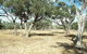 Forest Den National Park - thumb 0