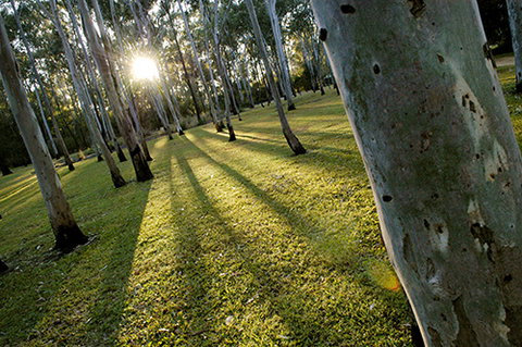 Tondoon Botanic Gardens - Northern Rivers Accommodation 0
