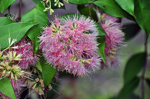 Tondoon Botanic Gardens - Northern Rivers Accommodation 5