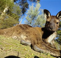 Ballarat Wildlife Park - Northern Rivers Accommodation