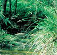 Lerderderg State Park - Northern Rivers Accommodation