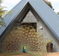 Halls Gap Zoo - Northern Rivers Accommodation