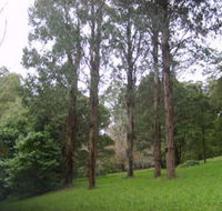 Mount Dandenong Arboretum - Northern Rivers Accommodation